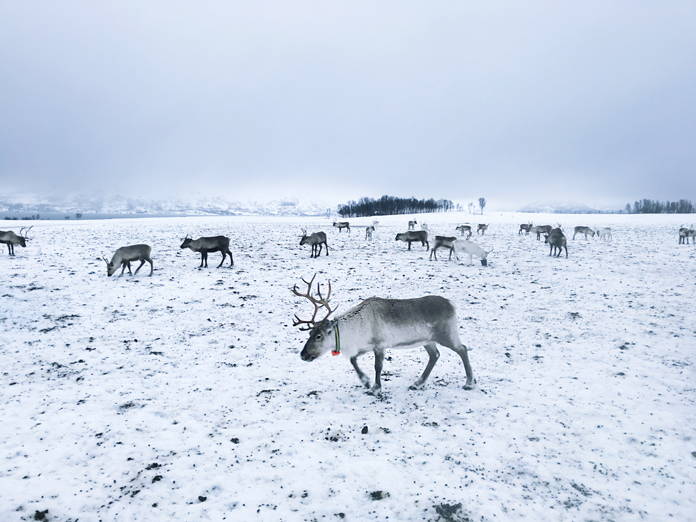 hazalishere_wordpress_arctic_reindeer.jpg