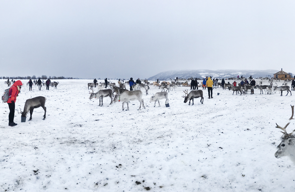hazalishere_wordpress_arctic_reindeer_experience_feeding